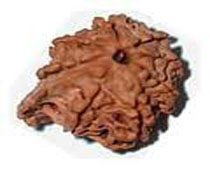 Versalis International