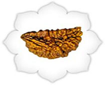 Versalis International