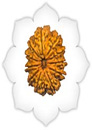 11 Mukhi