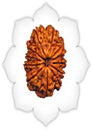 12 Mukhi