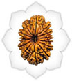 13 MUKHI