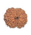 14 Mukhi