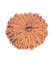 16 Mukhi