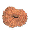 18 Mukhi