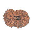 20 Mukhi