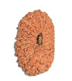 21 Mukhi