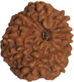 11 mukhi